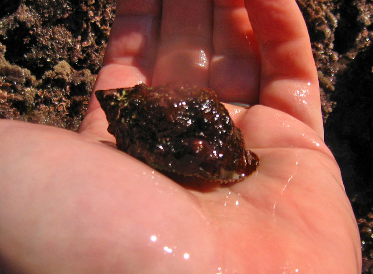 Da Portofino: Stramonita haemastoma